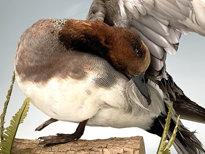 Lot 314 - Taxidermy, A widgeon, preserved on a log...