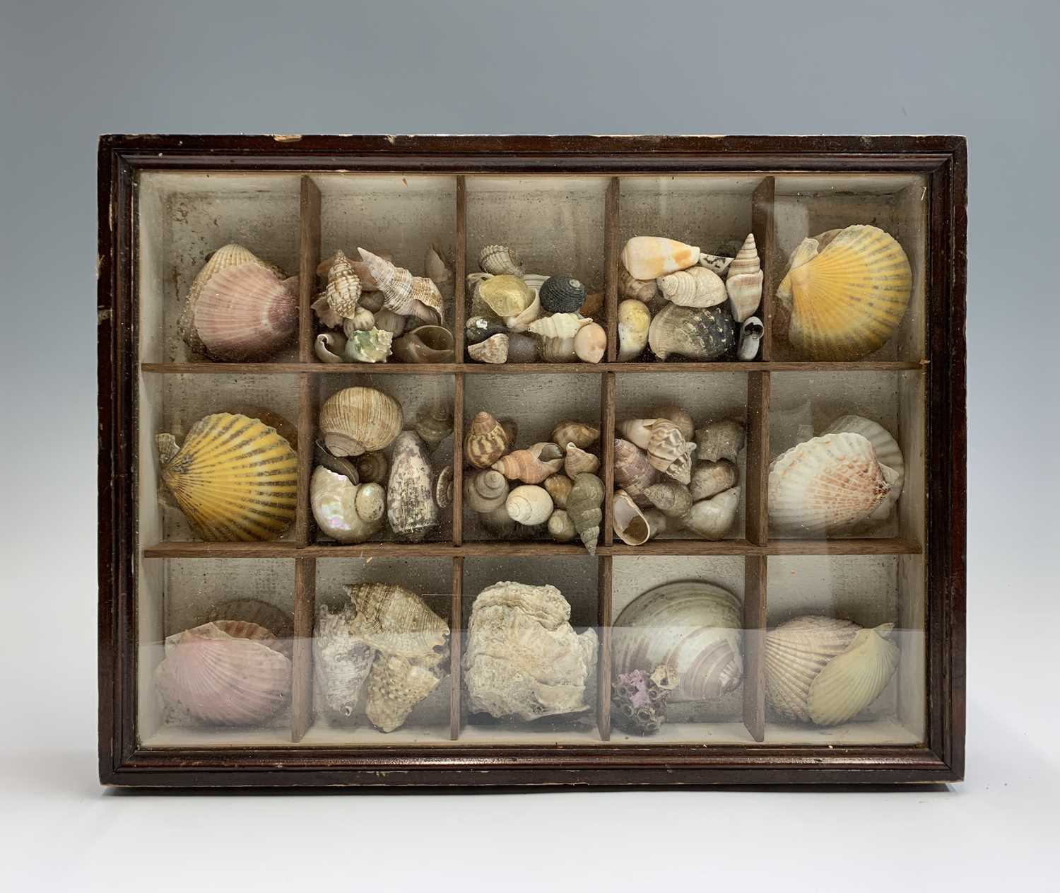 Victorian Shell Patterns Lot 496 - A Victorian shell collection housed in a