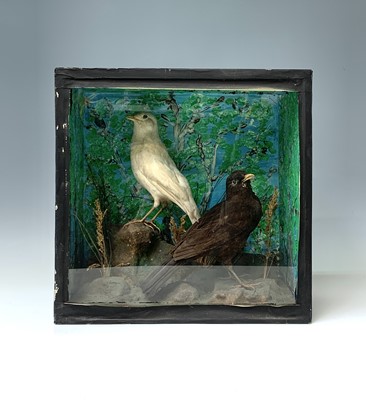 Lot 285 - A Victorian taxidermy scarce white blackbird...