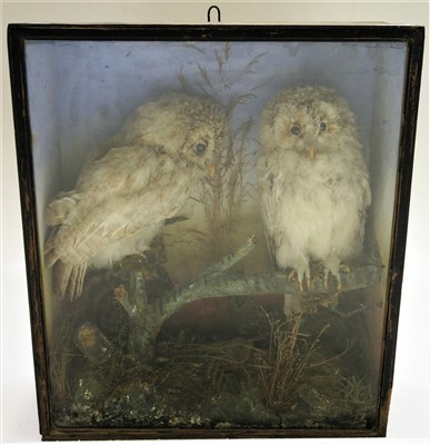 Lot 127 - A taxidermy display case of owls, height 50cm,...