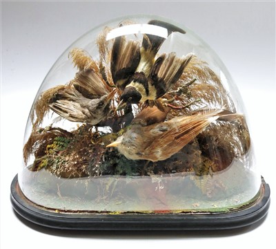 Lot 168 - A taxidermy display of exotic birds.