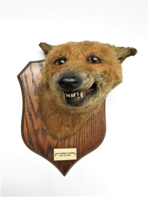 Lot 48 - A fox mask by P. Spicer & Sons Taxidermists...