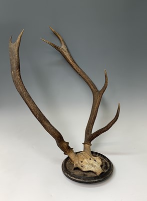 Lot 197 - A stag skull and antlers, mounted on a...