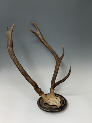 Lot 197 - A stag skull and antlers, mounted on a...