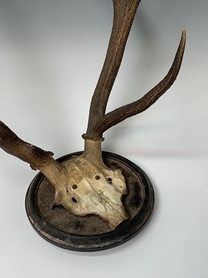 Lot 197 - A stag skull and antlers, mounted on a...