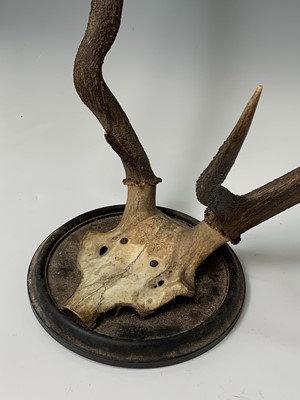 Lot 197 - A stag skull and antlers, mounted on a...