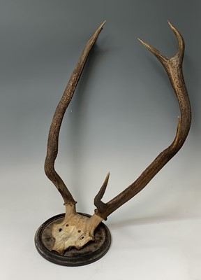 Lot 197 - A stag skull and antlers, mounted on a...