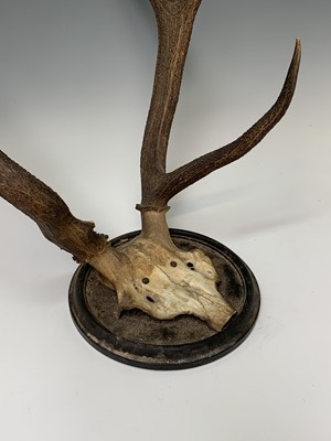 Lot 197 - A stag skull and antlers, mounted on a...