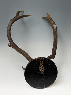 Lot 197 - A stag skull and antlers, mounted on a...