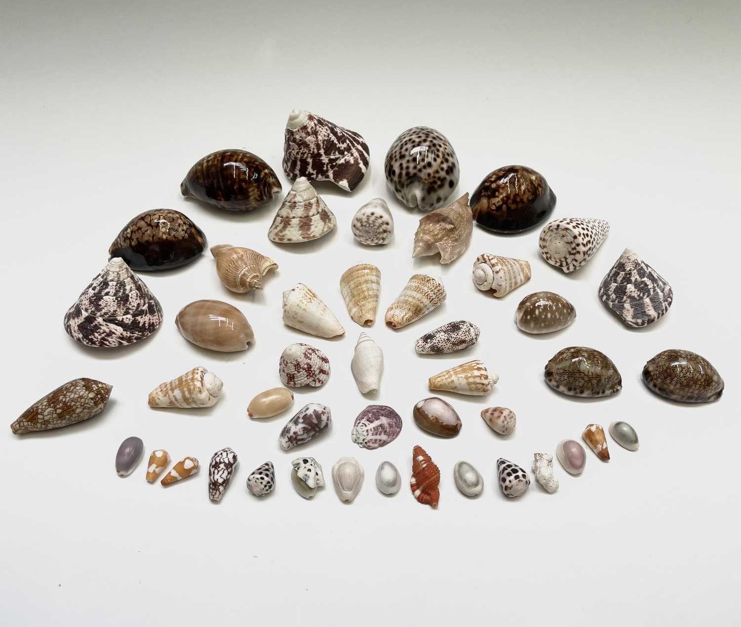 Lot 146 - Conchology, A collection of seashells,