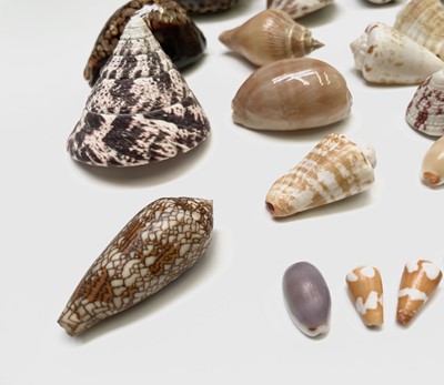 Lot 146 - Conchology, A collection of seashells, largely...