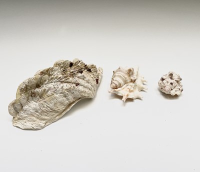 Lot 146 - Conchology, A collection of seashells, largely...