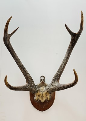 Lot 196 - A pair of stags antlers, mounted on a mahogany...