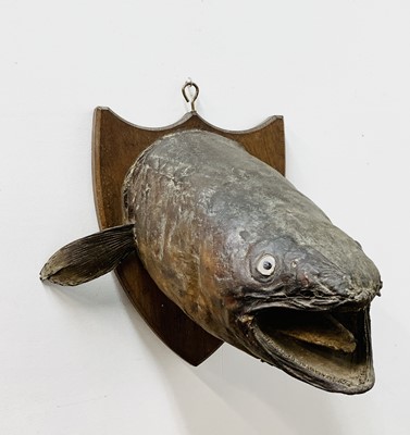 Lot 301 - A taxidermy conger eel head, mounted on an oak...