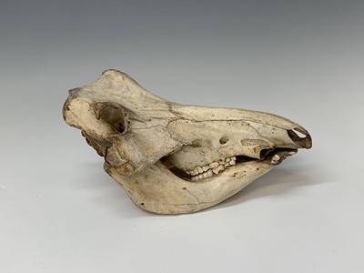 Lot 320 - A wild boar skull, length 30cm.