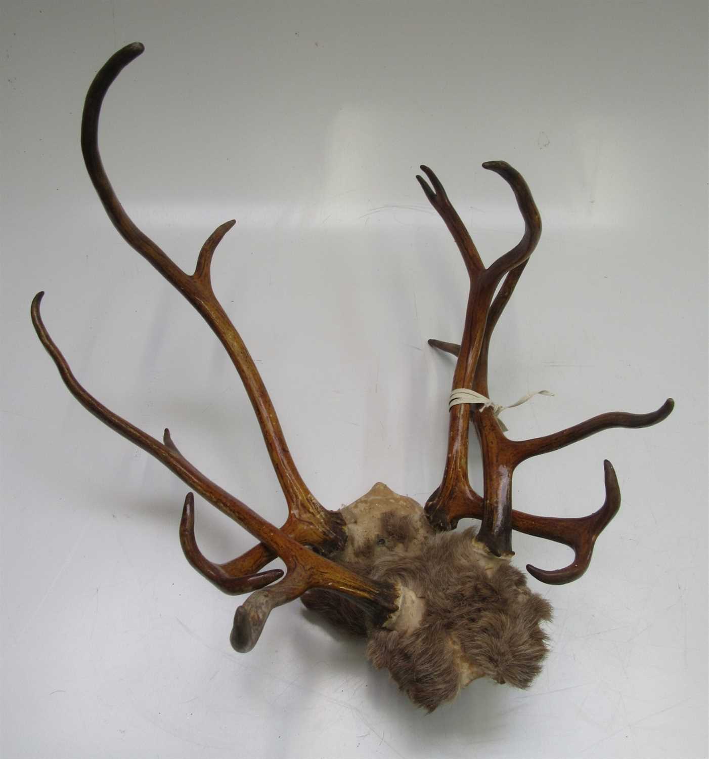 Lot 64 - Two pairs of antlers, both approximately 42cm...