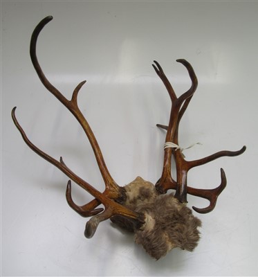 Lot 64 - Two pairs of antlers, both approximately 42cm...