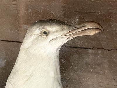 Lot 179 - A taxidermy stuffed seagull, early 20th...