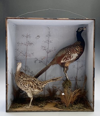 Lot 183 - Taxidermy, two stuffed and mounted pheasants,...