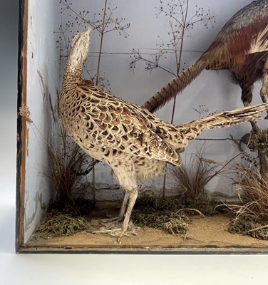 Lot 183 - Taxidermy, two stuffed and mounted pheasants,...