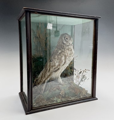 Lot 208 - A stuffed owl by David Thorne Hoyles, Bird...