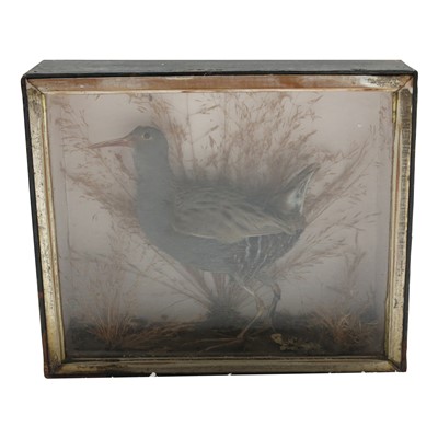 Lot 181 - A late 19th/early 20th century cased taxidermy...