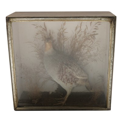 Lot 182 - A late 19th/early 20th century cased taxidermy...