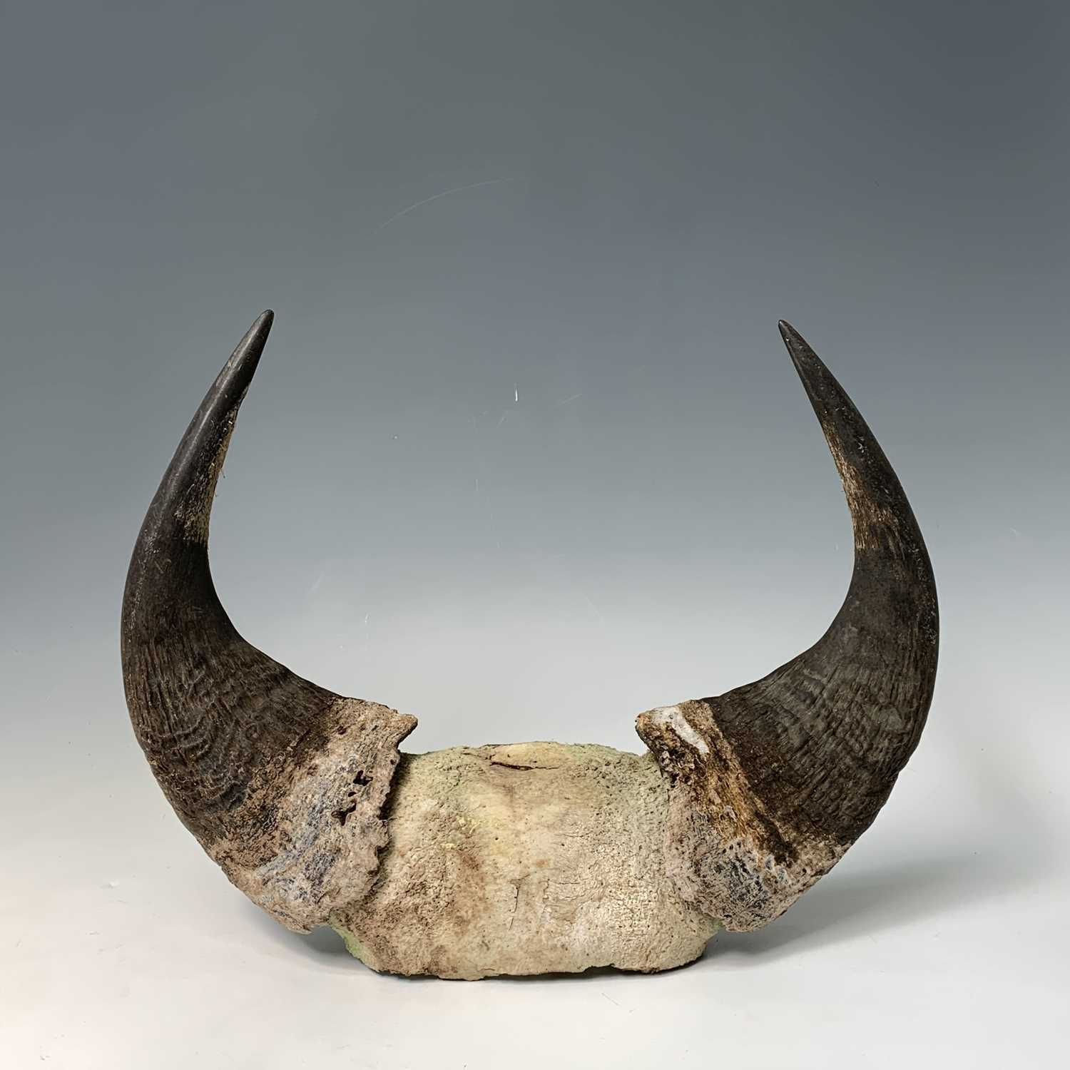 Lot 247 - A pair of bull horns, 36 x 47cm.