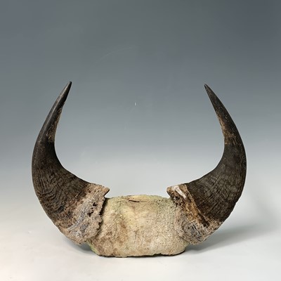 Lot 247 - A pair of bull horns, 36 x 47cm.