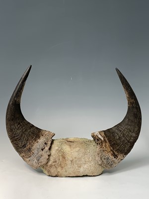 Lot 247 - A pair of bull horns, 36 x 47cm.