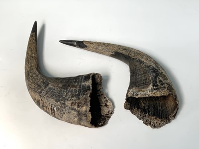 Lot 247 - A pair of bull horns, 36 x 47cm.
