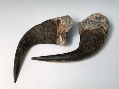 Lot 247 - A pair of bull horns, 36 x 47cm.
