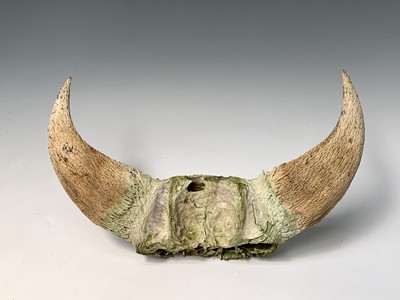 Lot 247 - A pair of bull horns, 36 x 47cm.