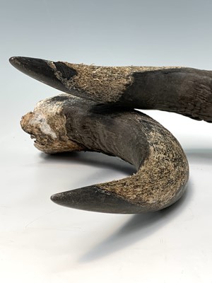 Lot 247 - A pair of bull horns, 36 x 47cm.