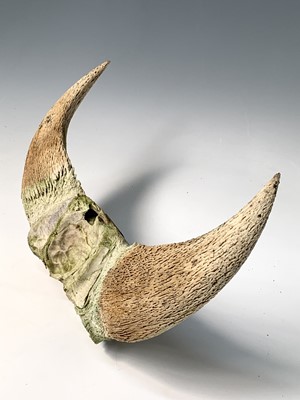 Lot 247 - A pair of bull horns, 36 x 47cm.