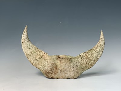 Lot 247 - A pair of bull horns, 36 x 47cm.