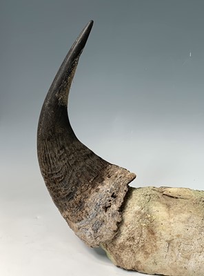 Lot 247 - A pair of bull horns, 36 x 47cm.