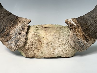 Lot 247 - A pair of bull horns, 36 x 47cm.