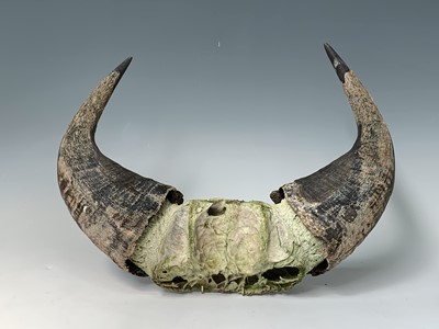 Lot 247 - A pair of bull horns, 36 x 47cm.