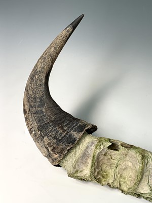Lot 247 - A pair of bull horns, 36 x 47cm.