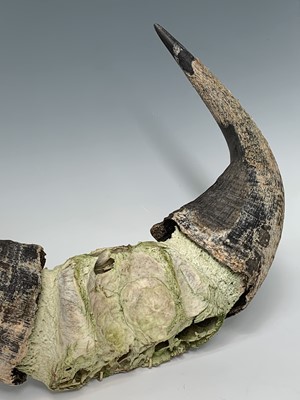 Lot 247 - A pair of bull horns, 36 x 47cm.