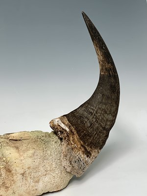 Lot 247 - A pair of bull horns, 36 x 47cm.
