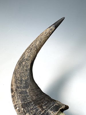 Lot 247 - A pair of bull horns, 36 x 47cm.