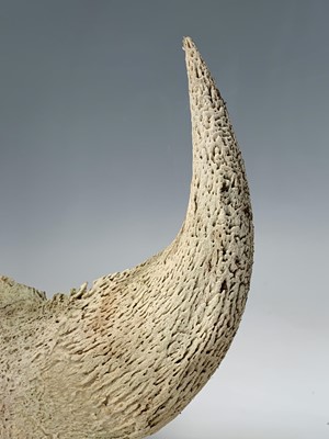 Lot 247 - A pair of bull horns, 36 x 47cm.