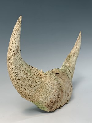 Lot 247 - A pair of bull horns, 36 x 47cm.