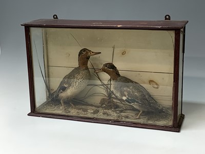 Lot 468 - Taxidermy, two stuffed ducks in a glazed...