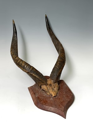 Lot 541 - Taxidermy, a pair of antelope horns, with...