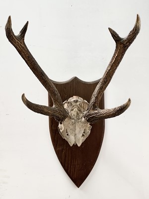 Lot 539 - A stags skull and antlers, mounted on a pine...