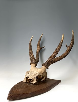 Lot 539 - A stags skull and antlers, mounted on a pine...