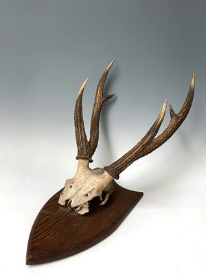 Lot 539 - A stags skull and antlers, mounted on a pine...
